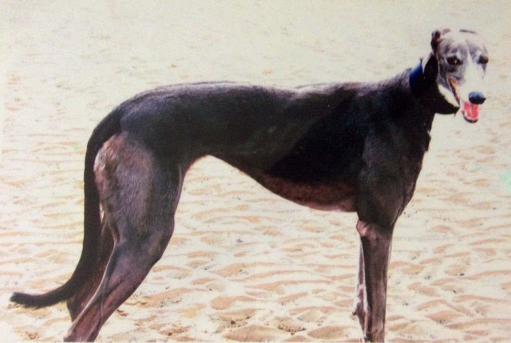 Retired racing greyhound, Molly Kay